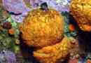 Tengeri orange: citrus a tenger alján
